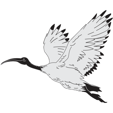Ibis Bin Chicken Sticker by unsw