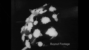 Looking Black And White GIF by Buyout Footage