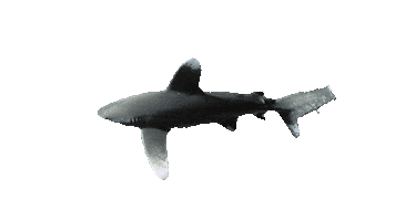 Oceanic Whitetip Shark Sticker by OceanX