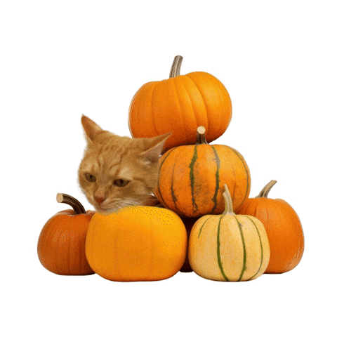 Bulve Sticker by Akvile Gudaityte IKI