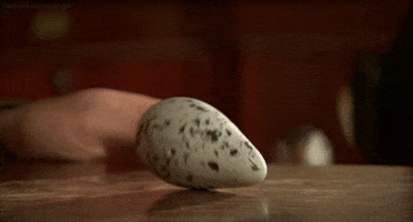 egg seabird GIF by Head Like an Orange