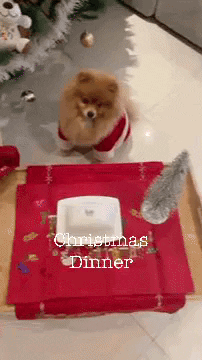 Dinner Cute Dog GIF