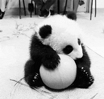 blanco y negro panda GIF