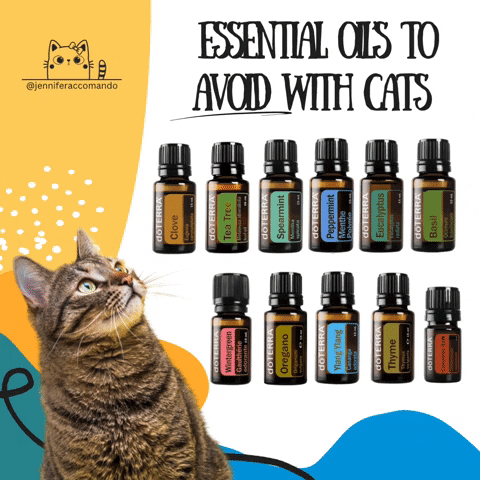 Essential Oils Cat GIF by Jennifer Accomando