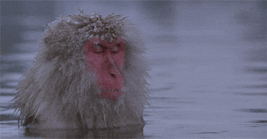 japanese macaque Macaque GIF