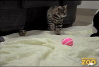 Cat Friends GIF - Find & Share on GIPHY