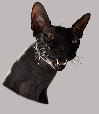 Black Cat Laughing GIF