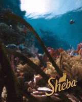 Fish Coral GIF by Sheba Official