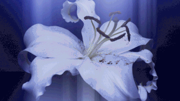 flower dying GIF