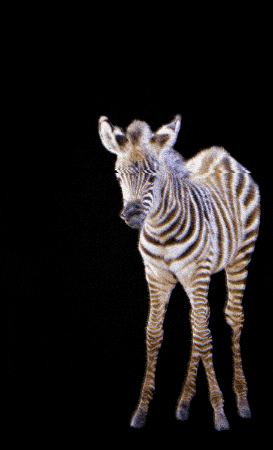 Baby Zoo GIF by Knies Kinderzoo