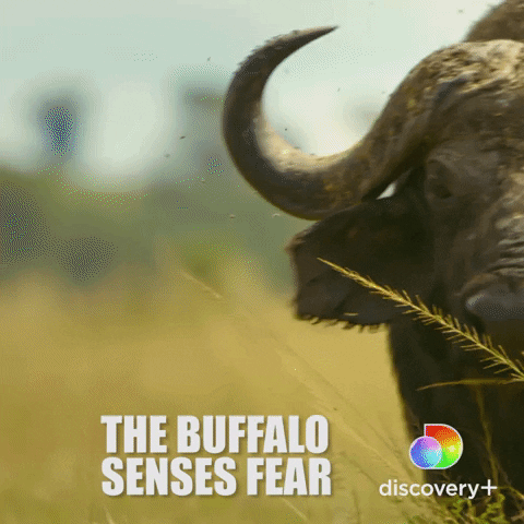 Scared Fear GIF by Discovery