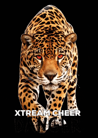 XTREAM Cheer & Gymnastics GIF