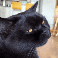 Black Cat Winking GIF