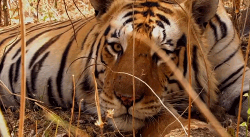 Tiger Lying GIF - Find & Share on GIPHY