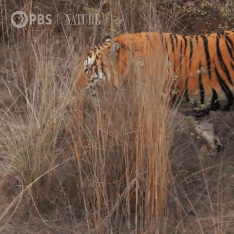 Explore Close Up GIF by Nature on PBS