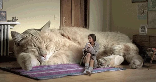 animated pics giant cat GIF