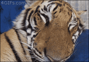 Tiger Sleeping GIF