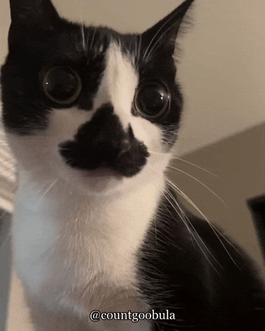 Staring All Eyes GIF