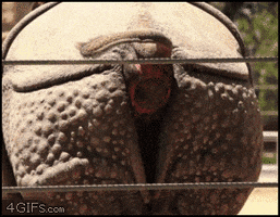 https://media4.giphy.com/media/WLn1MDH2QgXGE/200.gif