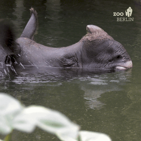 Water Relax GIF by Zoo Berlin