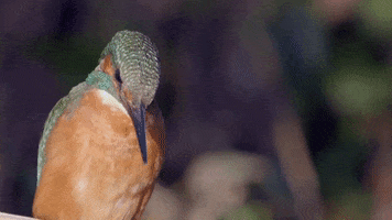 Besos Rio GIF