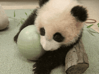 Panda Sticker By Huemince For Ios Android Giphy