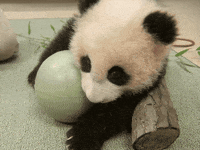 Panda Sticker By Huemince For Ios Android Giphy Panda Sticker By Huemince For Ios Android Giphy