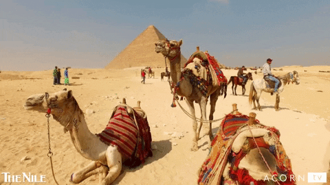 Middle East Egypt GIF by Acorn TV - Find & Share on GIPHY