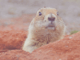 Squirrel GIF