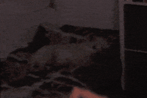 Littlerage Dance GIF