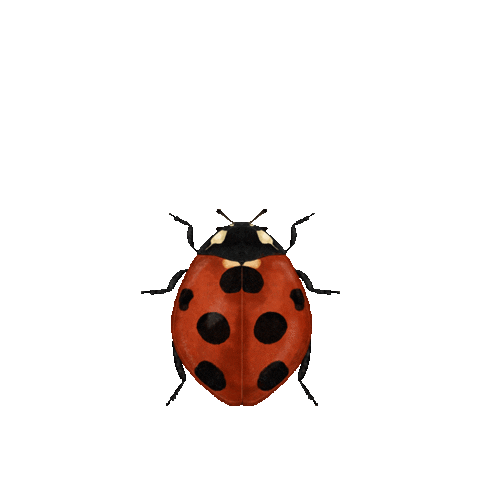 Bug Sticker