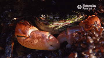 Angry Crabby Patty GIF by Monterey Bay Aquarium