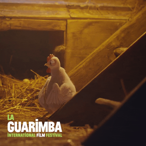 Watch Out What GIF by La Guarimba Film Festival