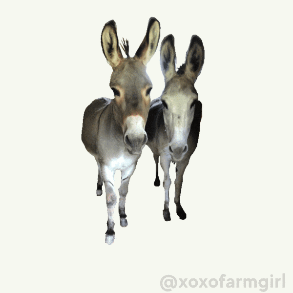 Donkey Love GIF by xoxofarmgirl