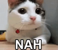 Video gif. Cat gives us starry eyes and shakes its head back and forth. Text, "Nah."