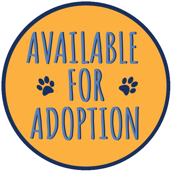 Adoption Adopt Sticker by Muddy Paws Rescue NYC for iOS & Android GIPHY