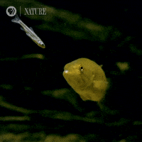 Pbs Nature Fish GIF by Nature on PBS
