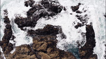 Water Sea GIF by Monterey Bay Aquarium