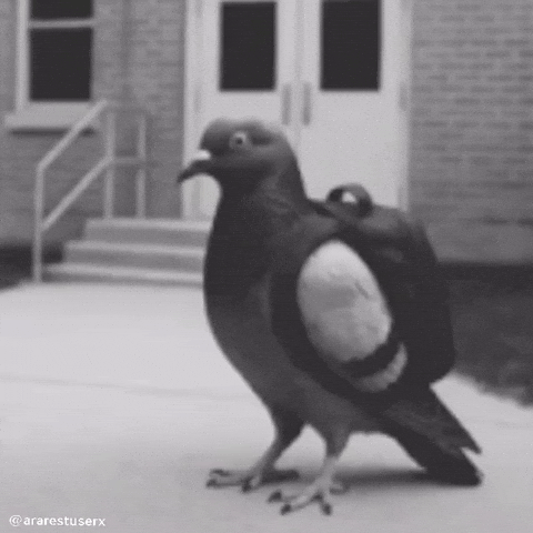 React Pigeon GIF