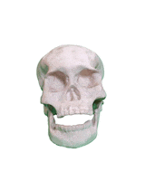 Skull Skeleton Sticker by Tarmac