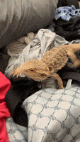 200.gif
