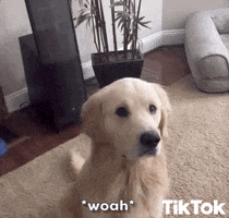 Dog Puppy GIF by TikTok