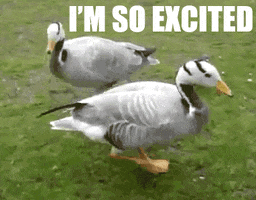 excited duck GIF