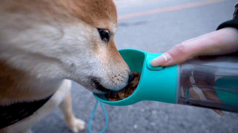 WaggyTreat™ - The 4 - in - 1 Multifunctional Dog Bottle – Boomsio