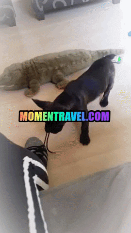 Dog GIF by Momentravel