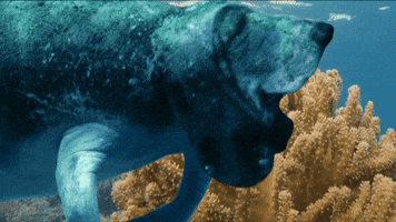 Basset Hound Swimming GIF by Four Rest Films