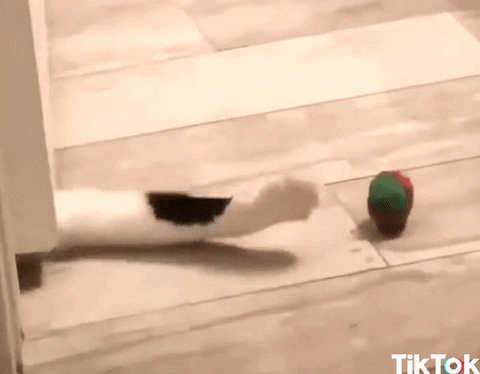 Excited Cat GIF by TikTok - Find & Share on GIPHY