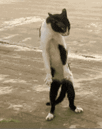 Dance-cat-amazing-funny GIFs - Get the best GIF on GIPHY