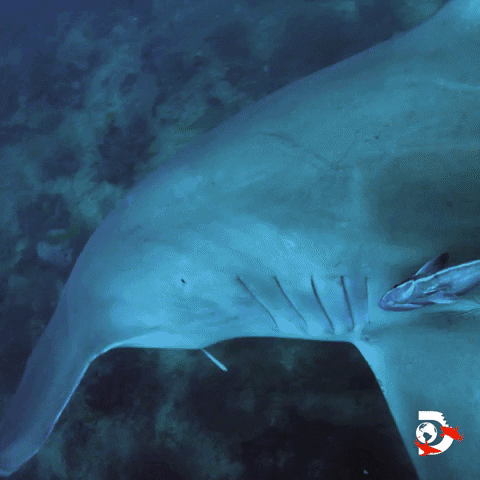 Discovery Channel Ocean GIF by Shark Week