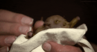 200.gif?cid=fc005b0864a744443536cbb045b1f8cb45d3efbc86a069ee&rid=200.gif&ct=g
